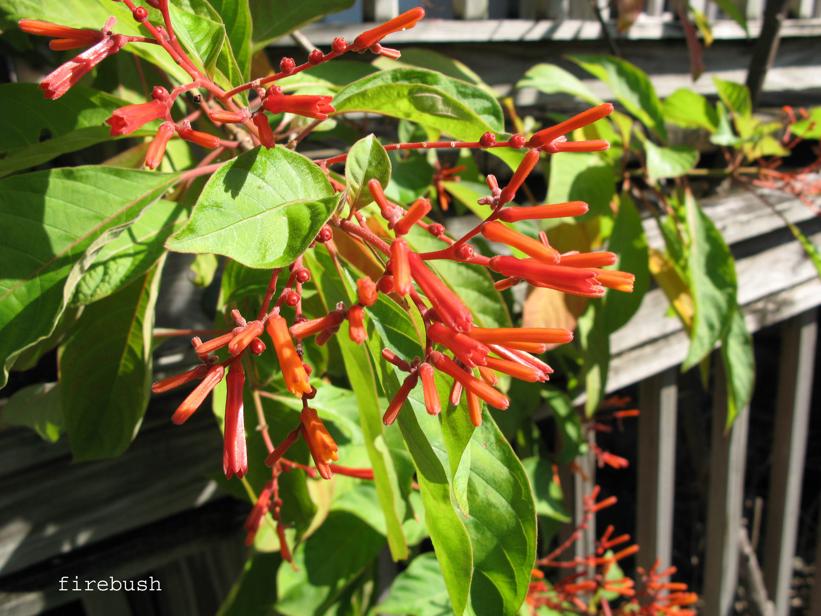 firebush.jpg